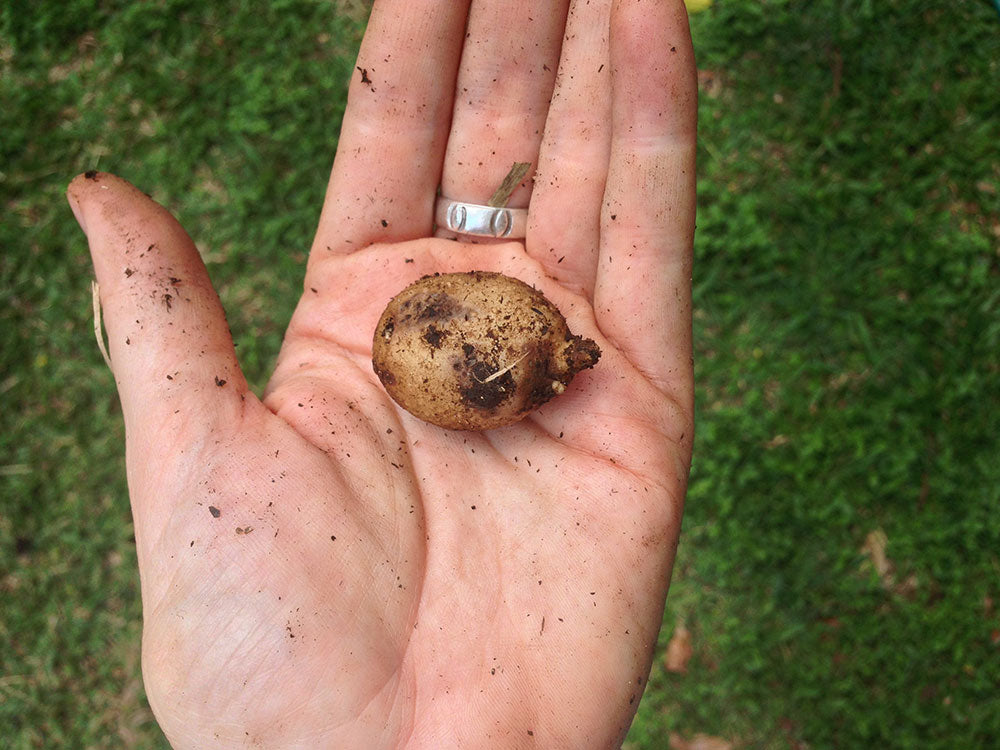 Our first attempt at growing potatoes harvest
