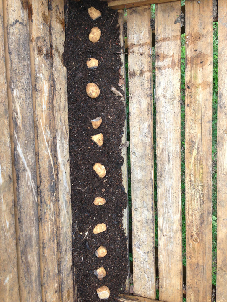 Seed Potatoes in the Veg Trug