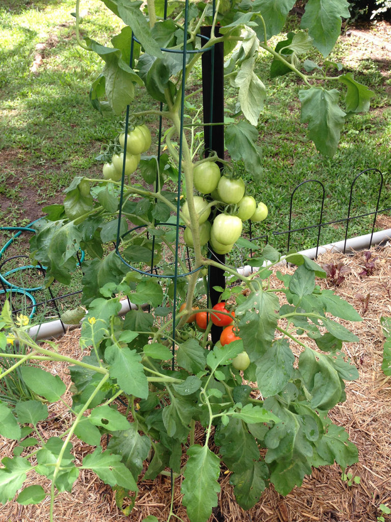 Week 8 - Roma Tomato Plant