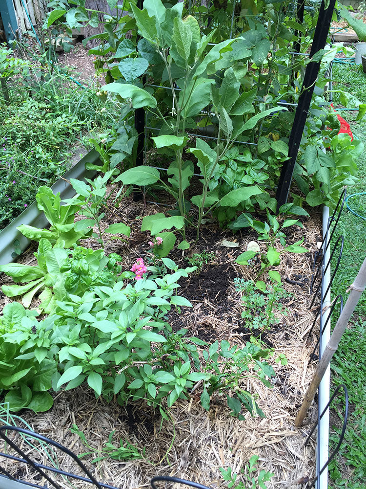 Climbing Beans, Basil, Eggplant, Capsicum, Sunflowers, Shallots, Lettuce, Echinacea