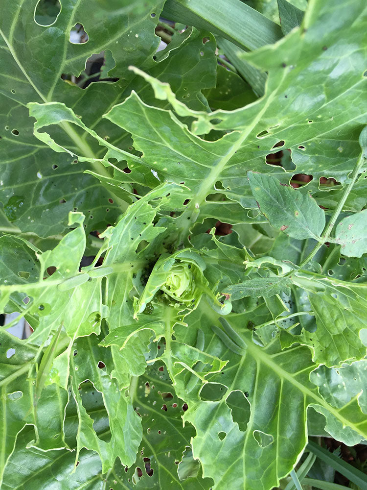 Here's a fun counting game, how many caterpillars are destroying my sugarloaf cabbage?