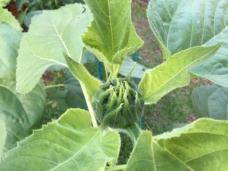 Sunflower Forming