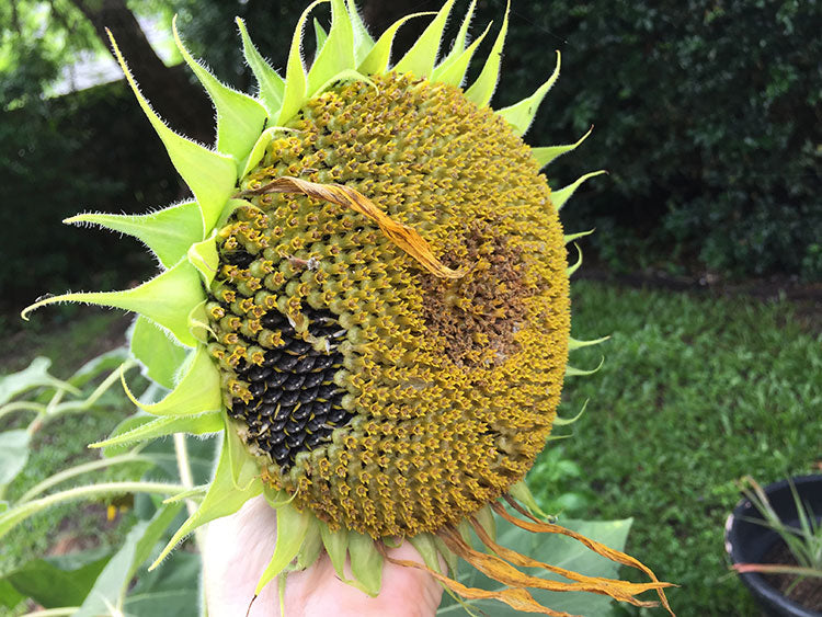 Sunflowers - how do I harvest?