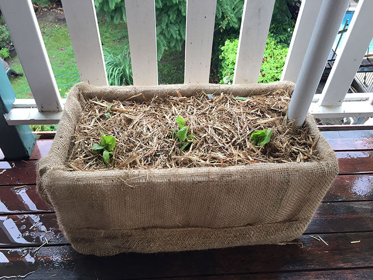 wicking-bed-pot-finished