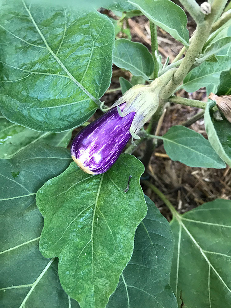 Fairy Tale Eggplant - Summer Garden choice