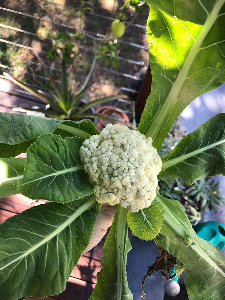 Cauliflower when it gets too hot (or is left too long)