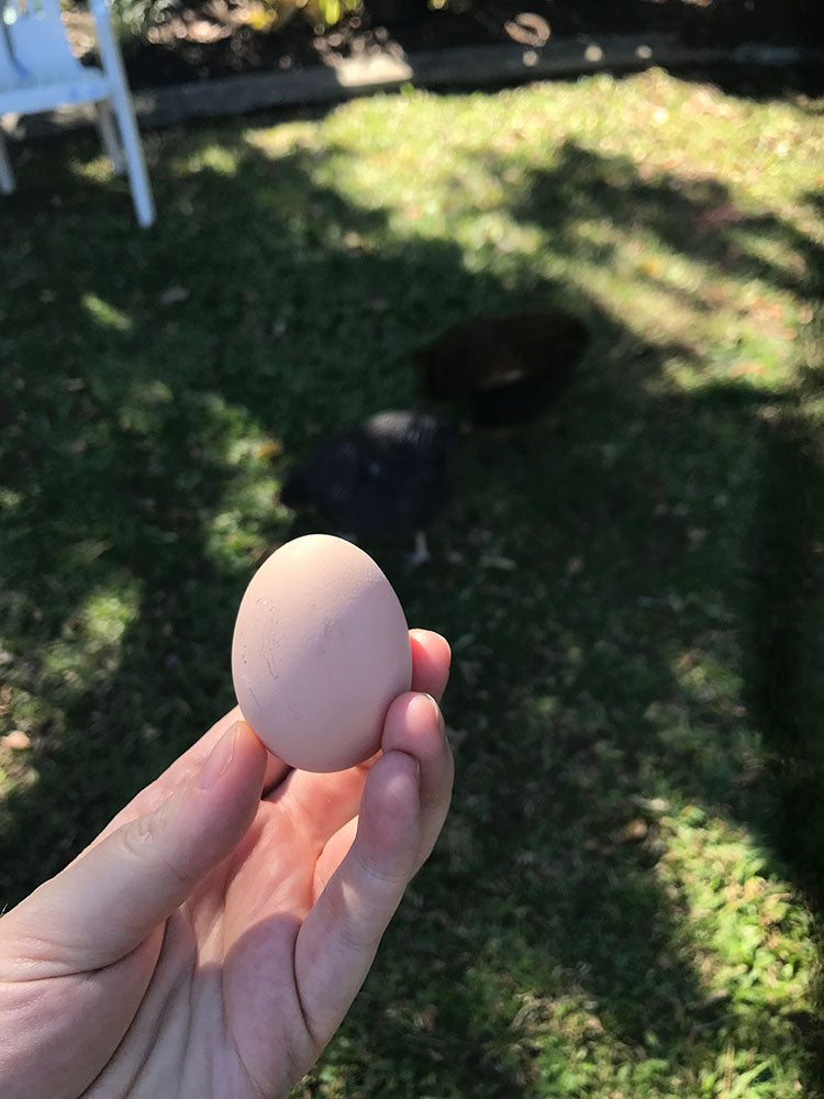 Our first Egg