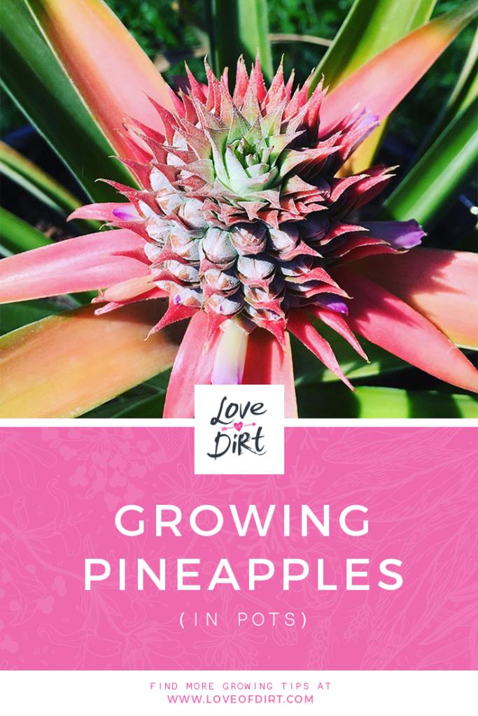 Growing Pineapples (in Pots)