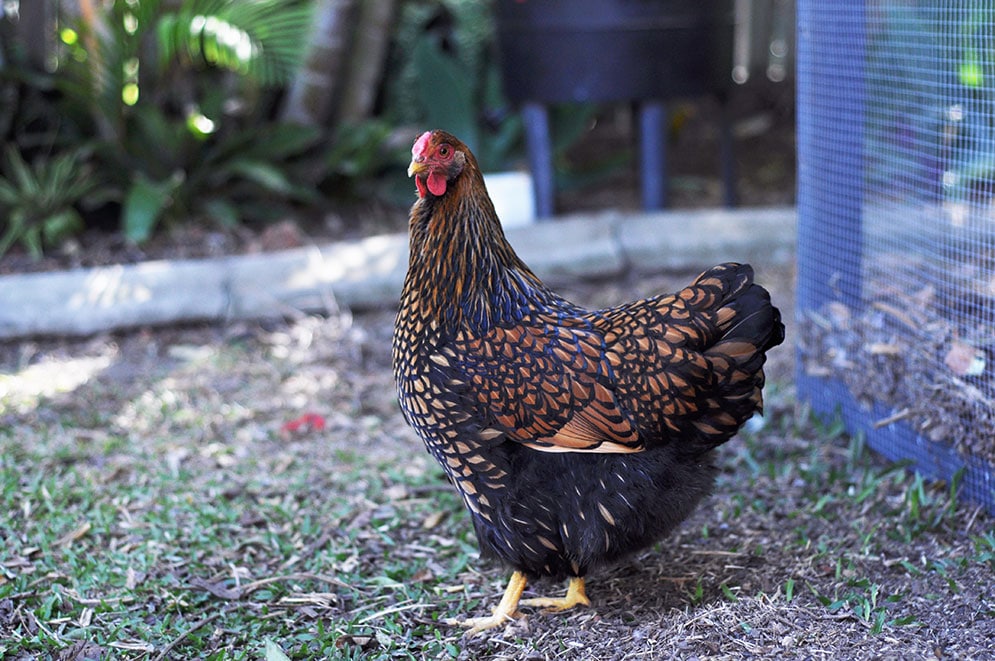 Satay our Gold Laced Wyandotte