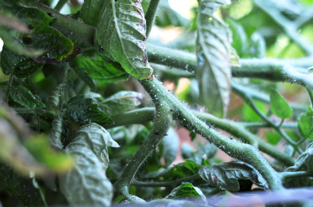 Whitefly epidemic on tomato plants