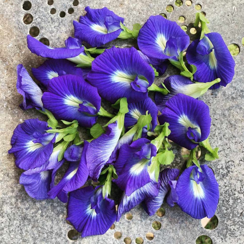 Blue Butterfly Pea Seeds