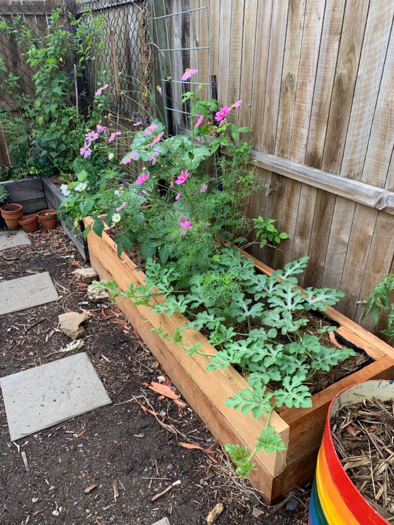 We retrofitted this raised bed and converted it to a wicking bed to avoid tree root invasion