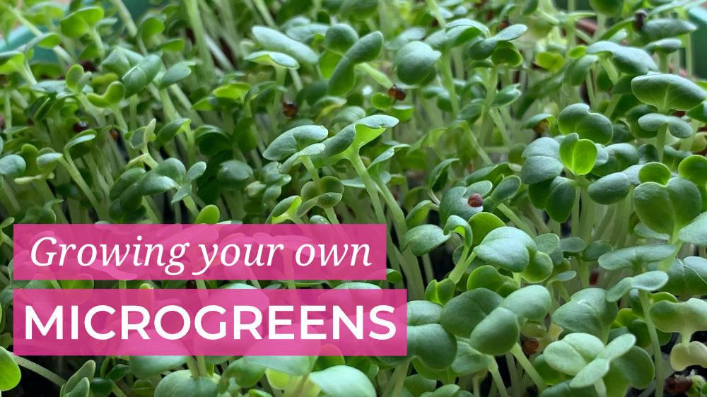 Growing your Own Microgreens